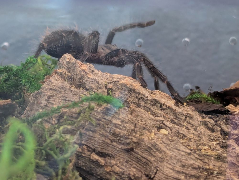 Esmerelda, Phormictopus sp. Green Gold Carapace. She's not one to help me get a good photo. Obviously. But she is a confident mostly out tarantula. 