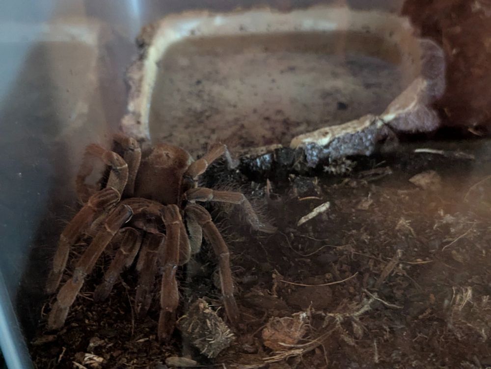 Theraphosa stirmi tarantula in her environment webbing her substrate next to here water dish preparing for a molt.