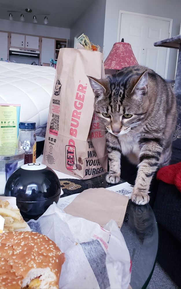 a cat steps brazenly onto a table, eyes locked on a burger with a bite out of it
