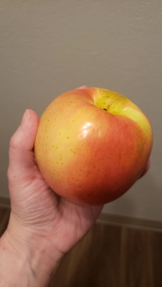 a huge red and gold tsugaru apple