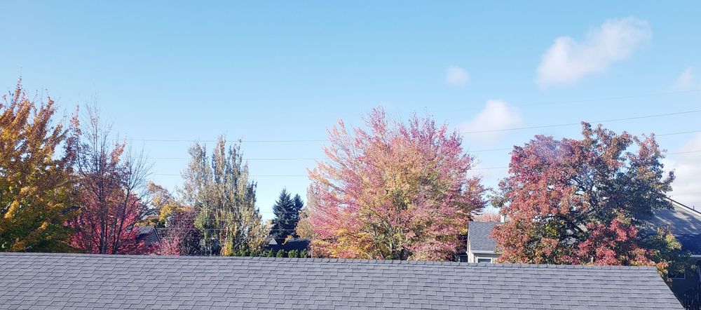 a row of red and gold-tinted autumn trees peeking out over rooftops