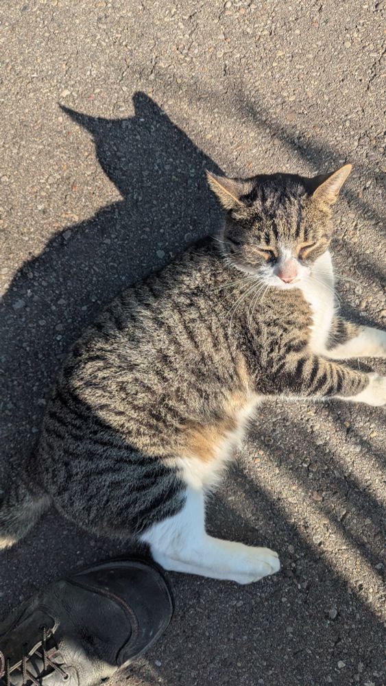 A white, black, and tan tabby cat resting on the ground. 