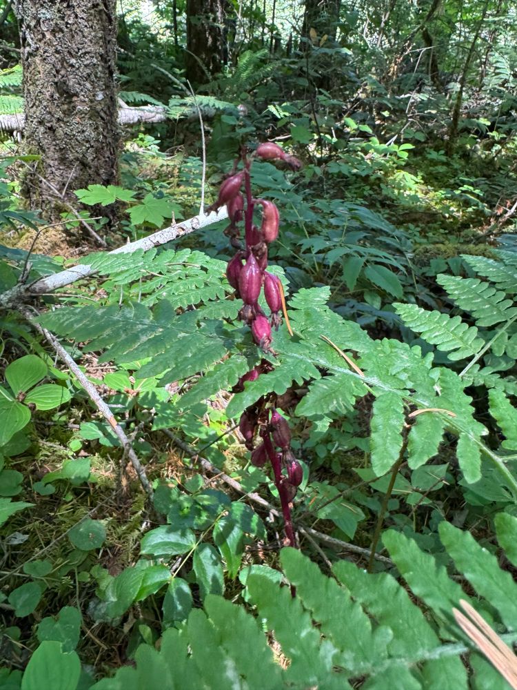 A tall, beet-red flower spike with a bunch of heart-shaped flowers dangling from it, emerging from between (unrelated) fern fronds, with some evergreen tree trunks in the background.