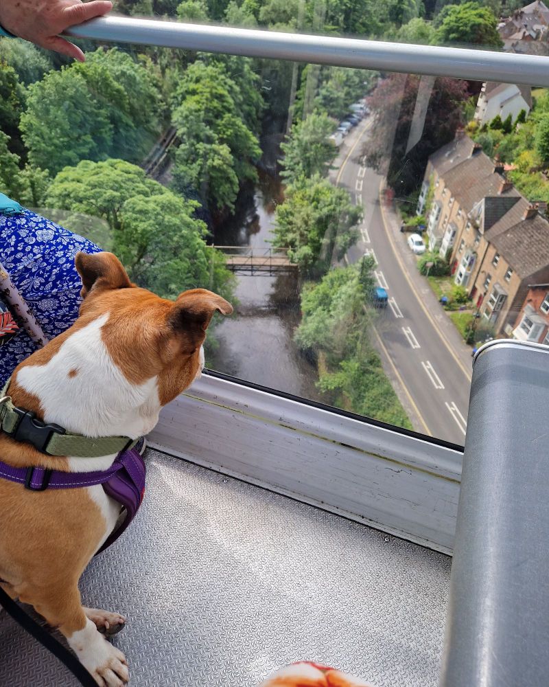 Photo of the back of a red and white Staffordshire bull terrier. The dog is sitting in a cable car and looking out at the view below. The view is looking down on a river and a road in Matlock Bath.