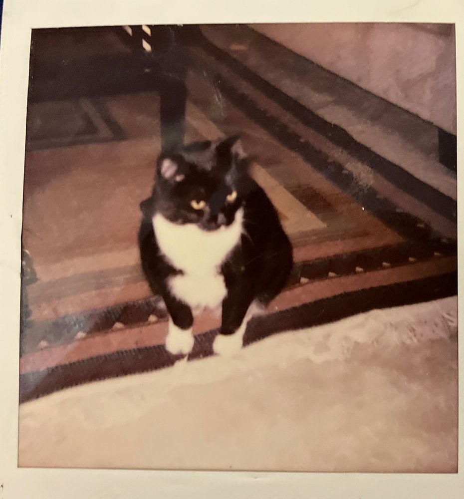 Polaroid of black and white tuxedo cat.
