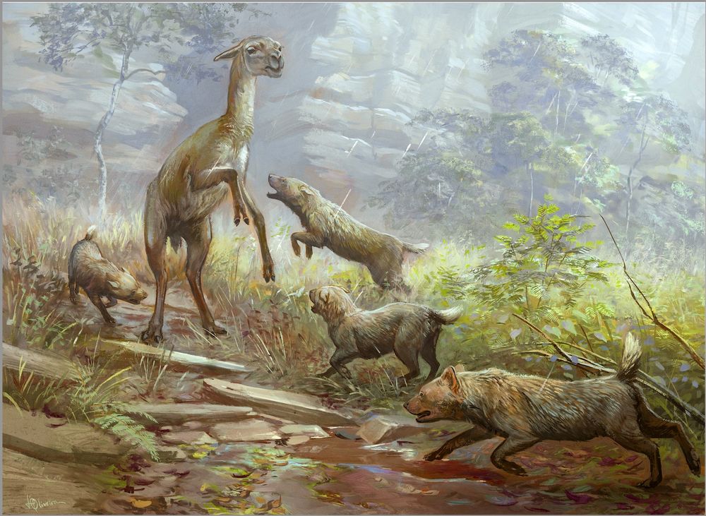 Once again, the paleoart of Júlia d'Oliveira: a pack of Pleistocene bush dogs (Speothos pacivorus) ambush a juvenile Palaeolama