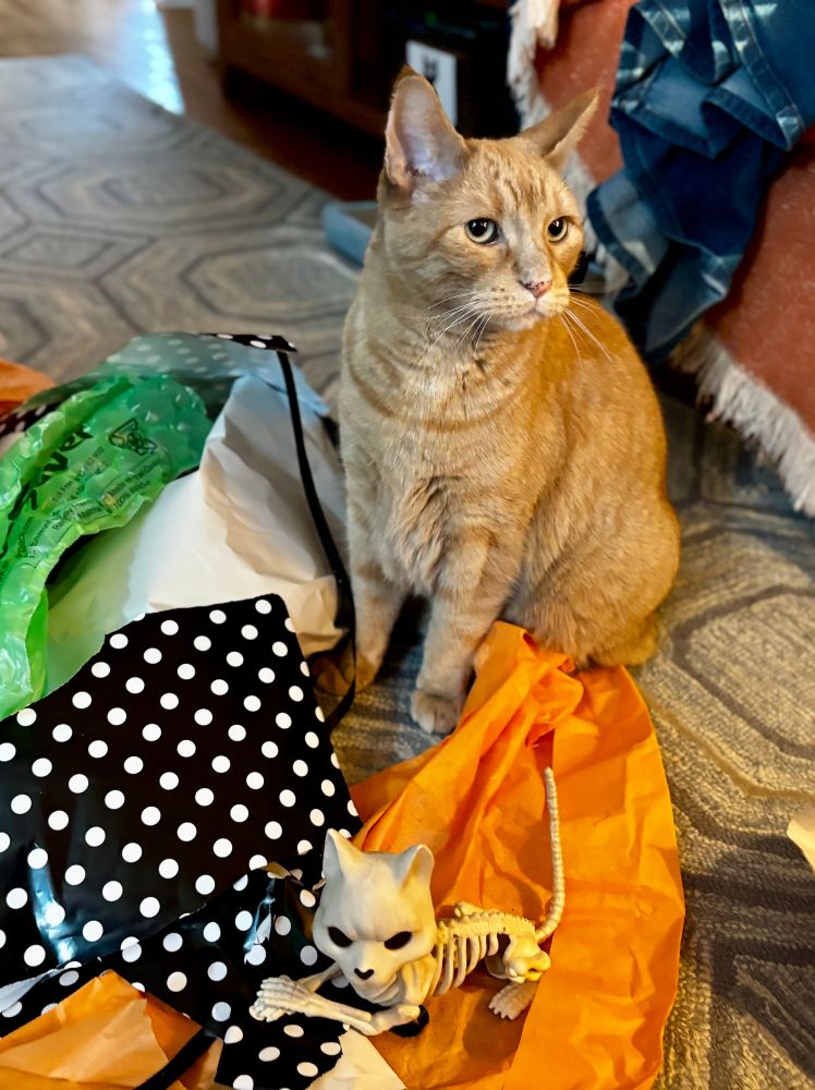 Carl Sagan Cat, an extremely handsome orange boy, sits among an explosion of wrapping and tissue paper. There is a small toy kitten skeleton lying atop the paper.