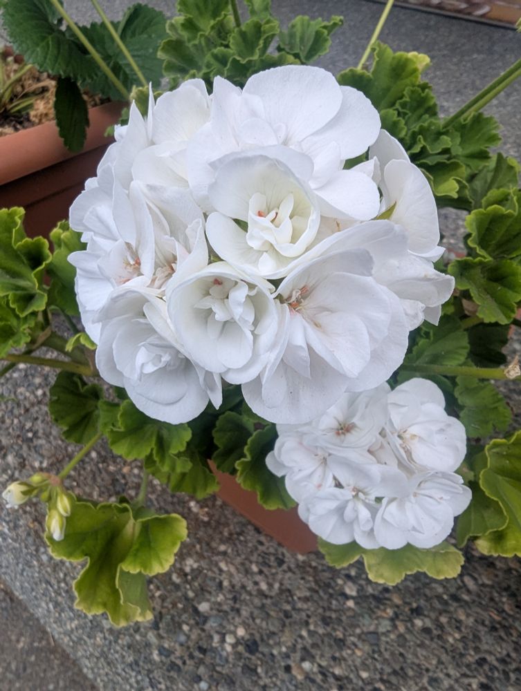A white geranium plant on a front porch