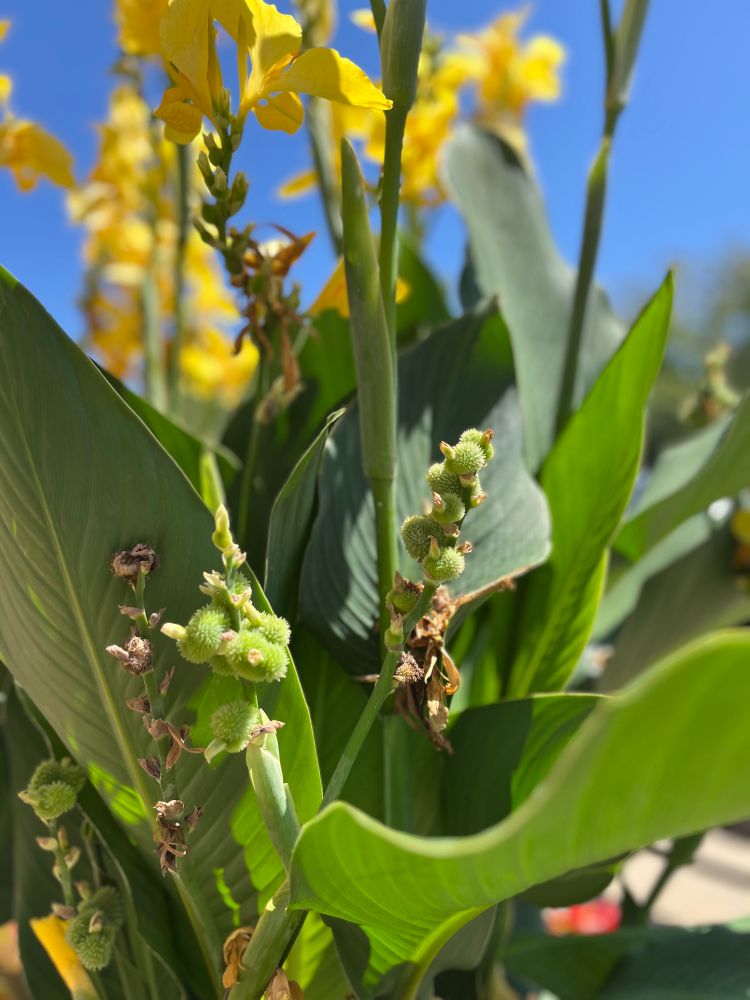 A green plant with yellow flowers. A mystery plant.