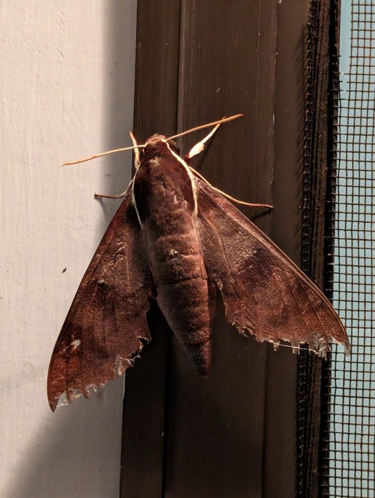 A top view of a very large moth with a variegated brown colouring and cream flashes to its side and legs.