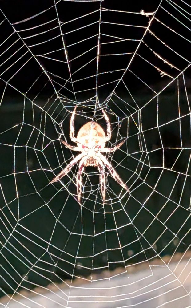 The underside view of a large, day bodied spider with legs spread, in the centre of its web, illuminated by flash against a night background.
