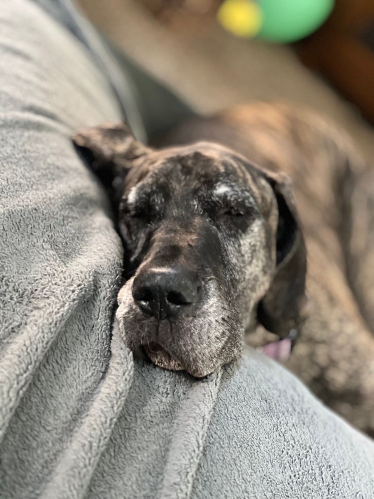 Photo of a brindle Great Dane snoozing on a dog bed. 