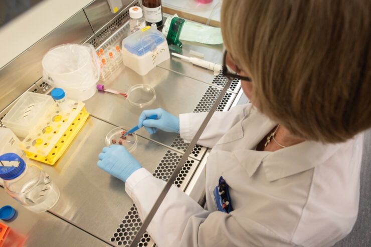 Carolin Jönsson at Linköping University is working in the laboratory with fresh liver tissue directly from the operating room.Photo credit:Magnus Johansson