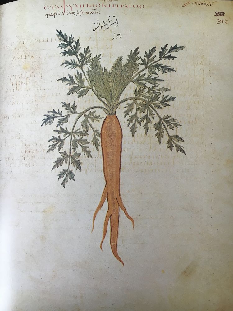Staphylinos Keras, the cultivated carrot. From the Juliana Anicia Codex of 512.