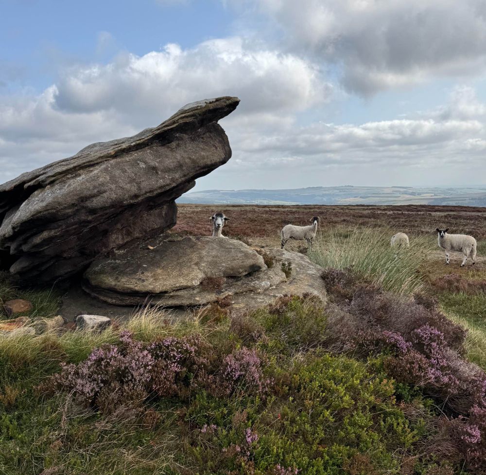 Being watched from behind a rock 🤣