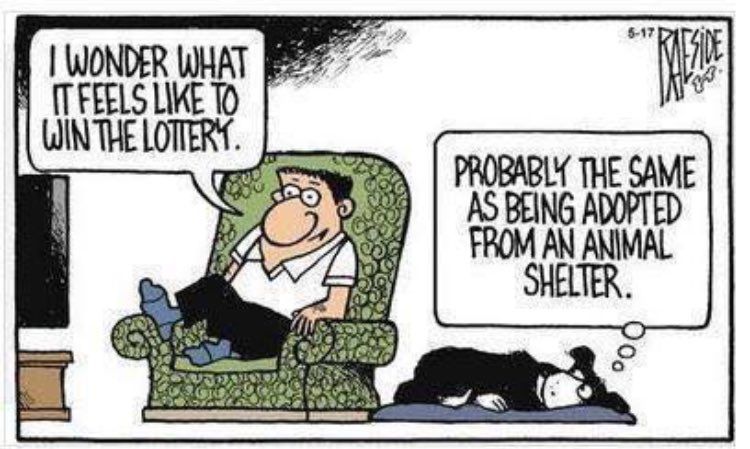 Cartoon of a man sitting in a green armchair, saying, “I WONDER WHAT IT FEELS LIKE TO WIN THE LOTTERY.” Alongside him is his dog, thinking, “PROBABLY THE SAME AS BEING ADOPTED FROM AN ANIMAL SHELTER.”