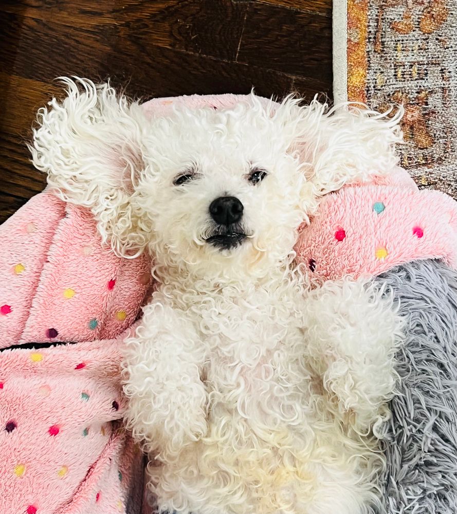 Bartleby the Bichon lying on his back, looking disheveled (but handsome).