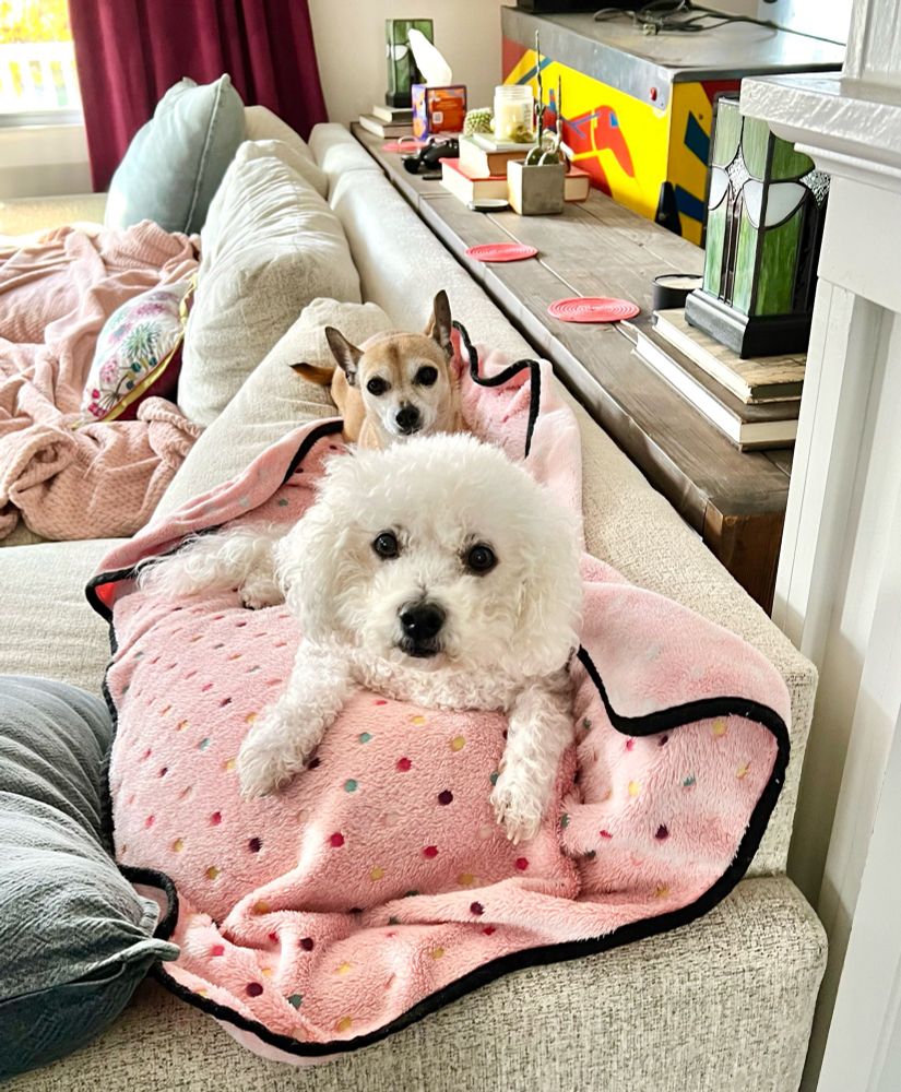 Bartleby the Bichon lounging on the back of a couch with Roxanne the Chihuahua looking over him.