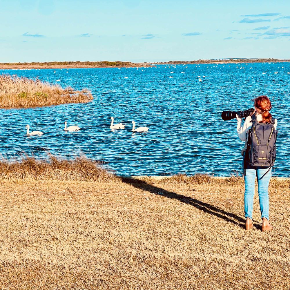 Photographing tundra swans at Pea Island Wildlife Refuge.