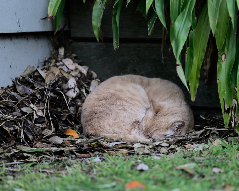 a small ginger cat curled tightly into a ball, sleeping on a pile of leaf litter