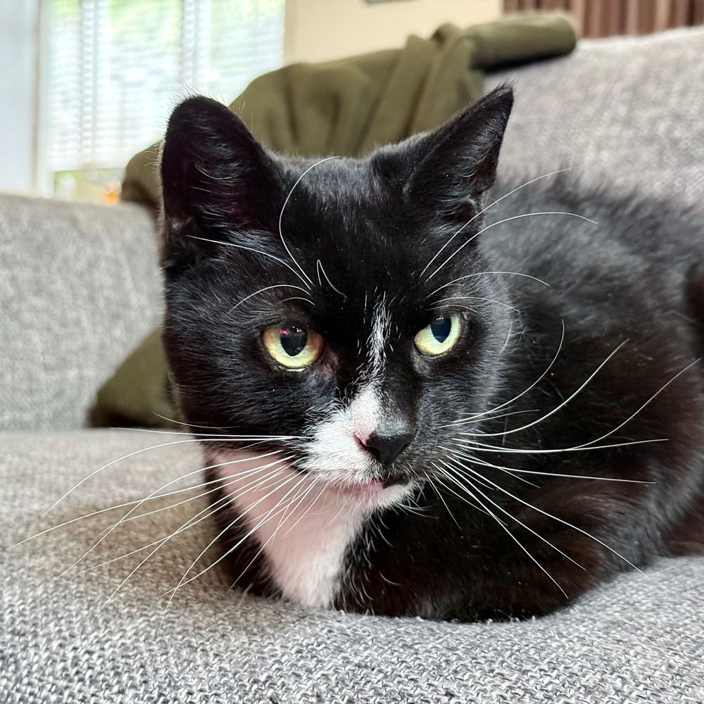 a small black and white cat loafing on a couch, looking thoughtfully to the right, whiskers akimbo