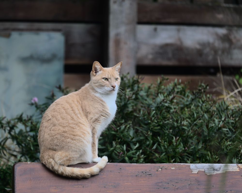 a cute little ginger cat with a white bib sitting on the back of a bench, looking off to the right