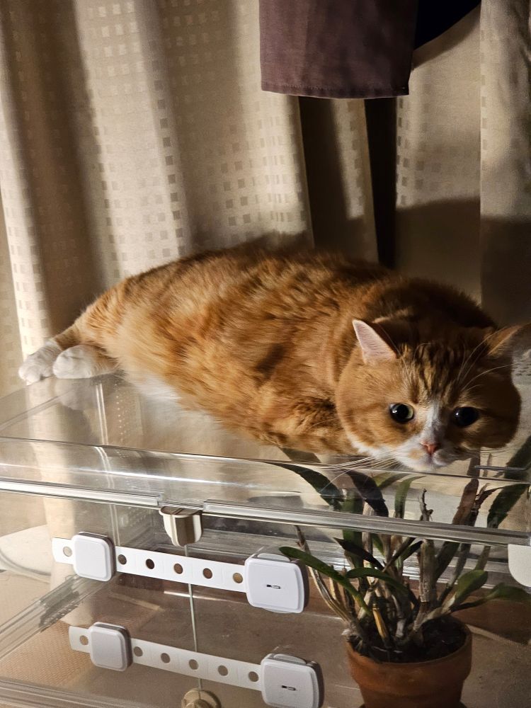 横たわる猫。前足を隠していて、後ろ足がわずかに見えている様子が寝そべるあざらしのようだ。