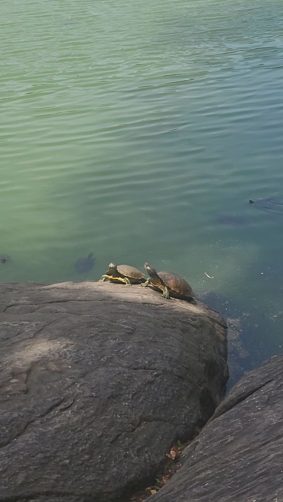 The foreground is Two turtles sunning themselves on a grey rock.  The rest of the image is a blue green pond 