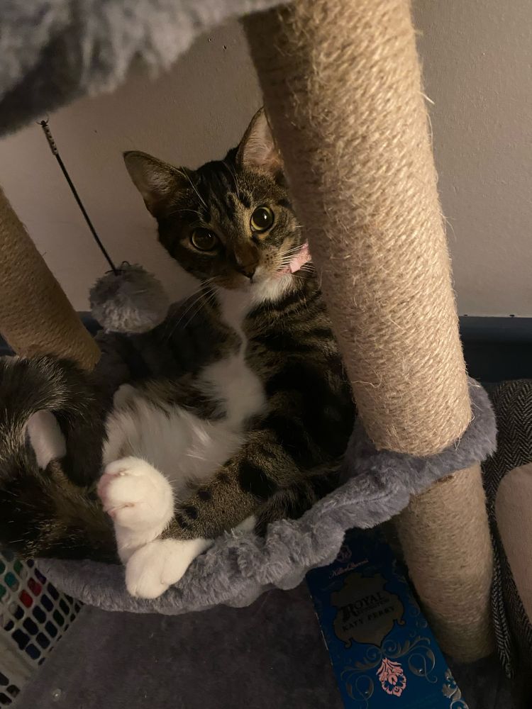 my cat, star, starring at me while sitting in her hammock