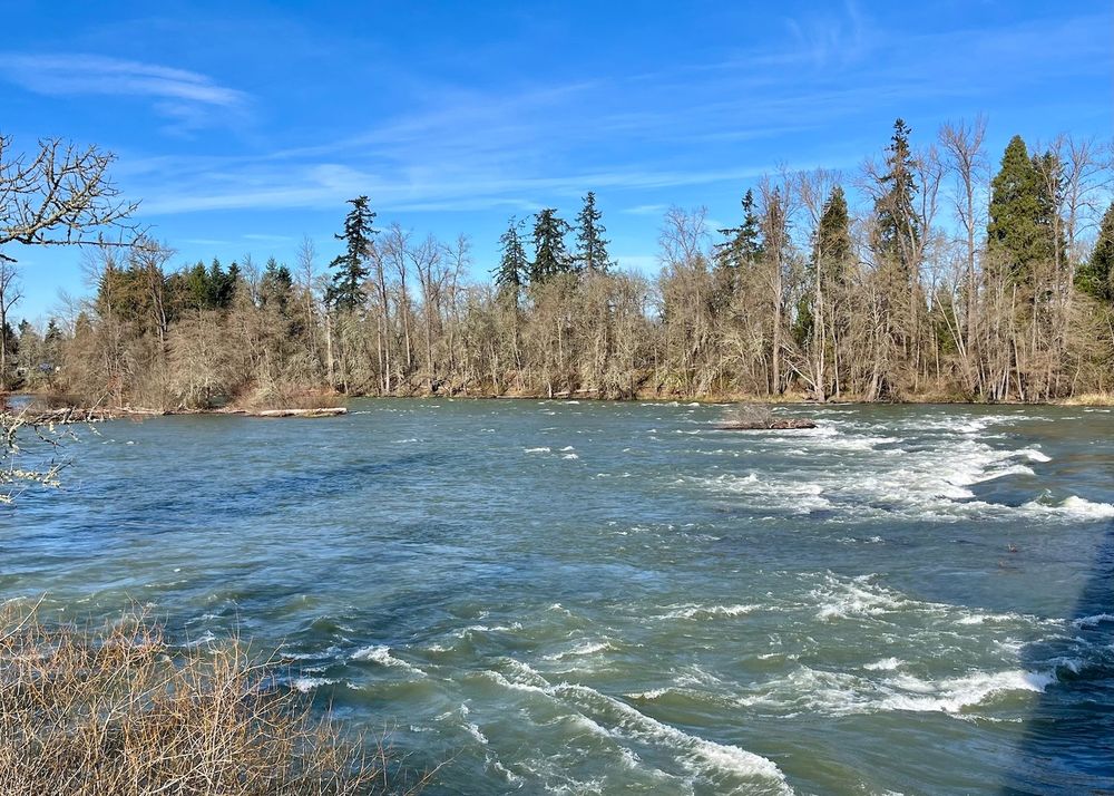 Rapids on the Willamette River fill the frame of this image, taken from the South side of the river, looking North with evergreens and blue skies and wispy clouds in the background.