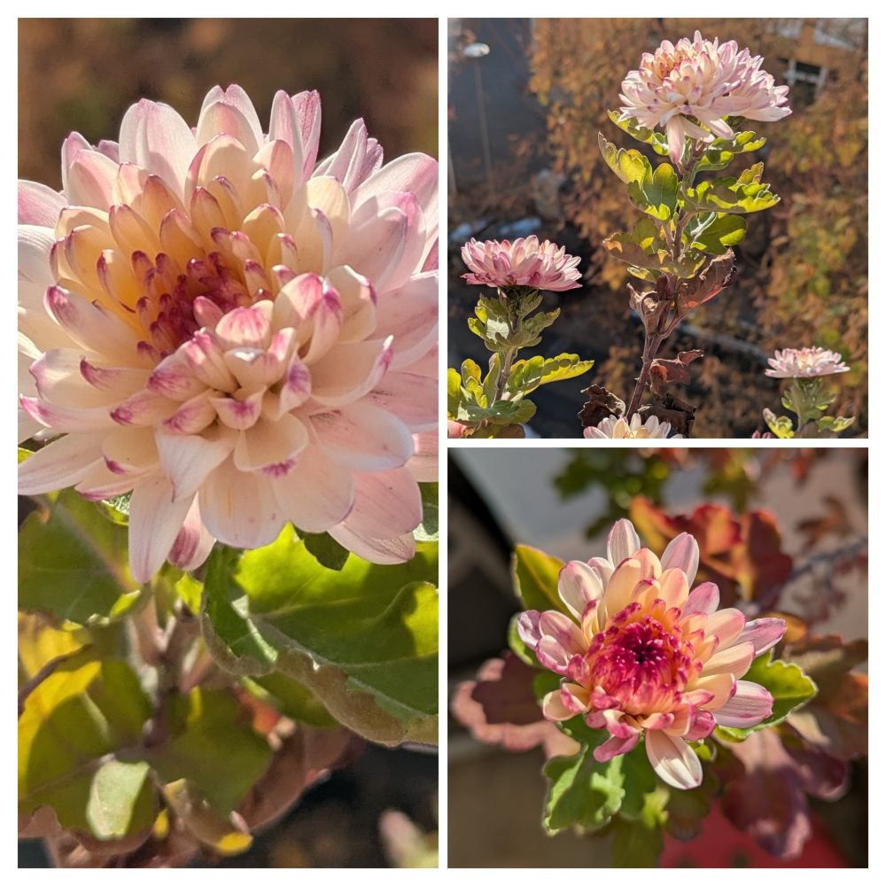 Blühende Chrysanthemen auf dem Balkon in der Sonne 