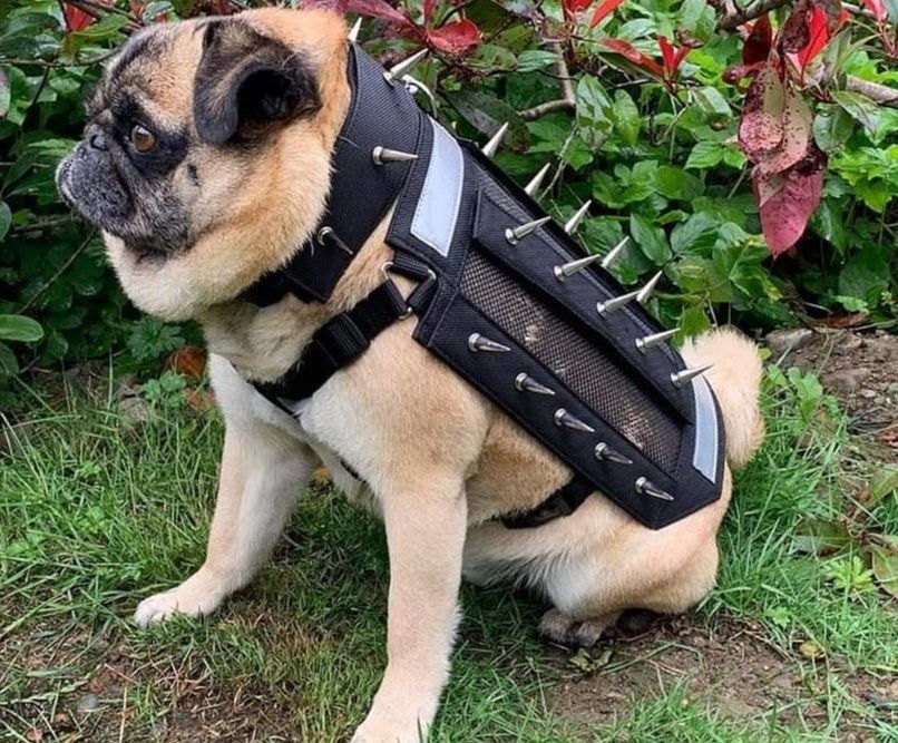 Photo of a pug wearing spiked dog armour.