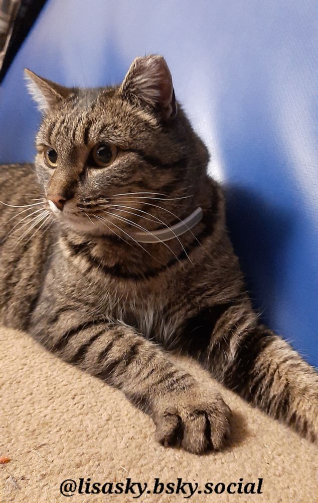 A black and beige striped cat lying on a carpet with a blue mat behind her.