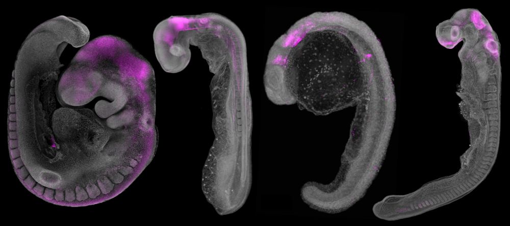 3D confocal laser microscopy showing the expression of MN1 (magenta) in embryos of four different vertebrate species using HCR in situ hybridization. From left to right: mouse, chicken, zebrafish and small-spotted catshark.