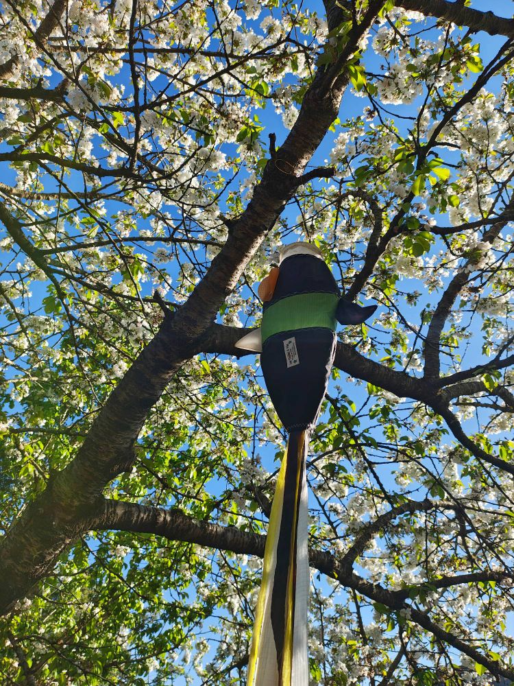 Photo d'un cerisier en fleurs, prise d'en dessous, et laissant voir un ciel bleu au travers du feuillage.
Au premier plan un manche à air en forme de poisson pend d'une des branches.