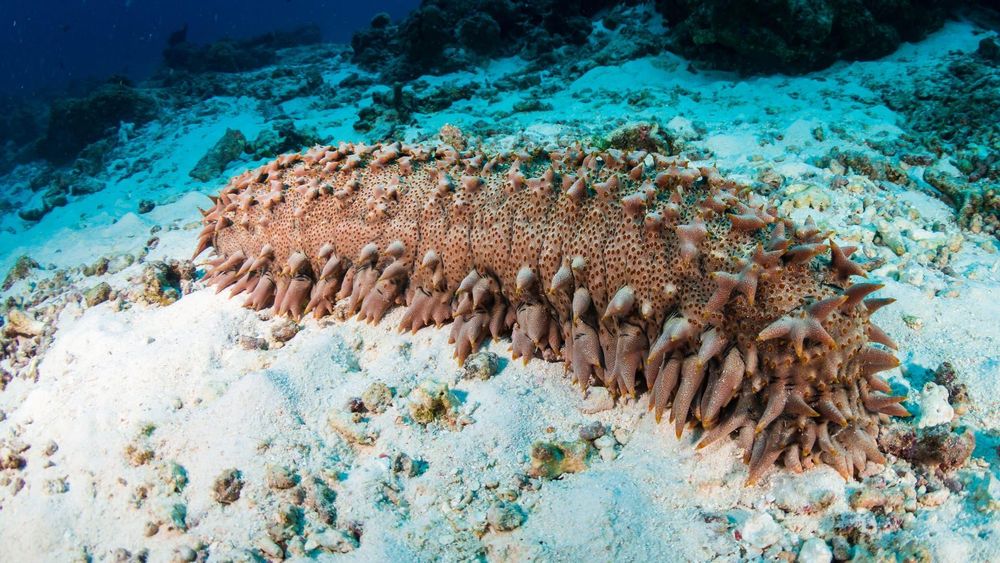 Meeresbewohner: Die erstaunliche Welt der Seegurken