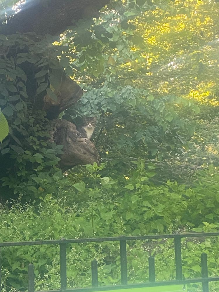 gray and white cat face peeking out of a tree hollow