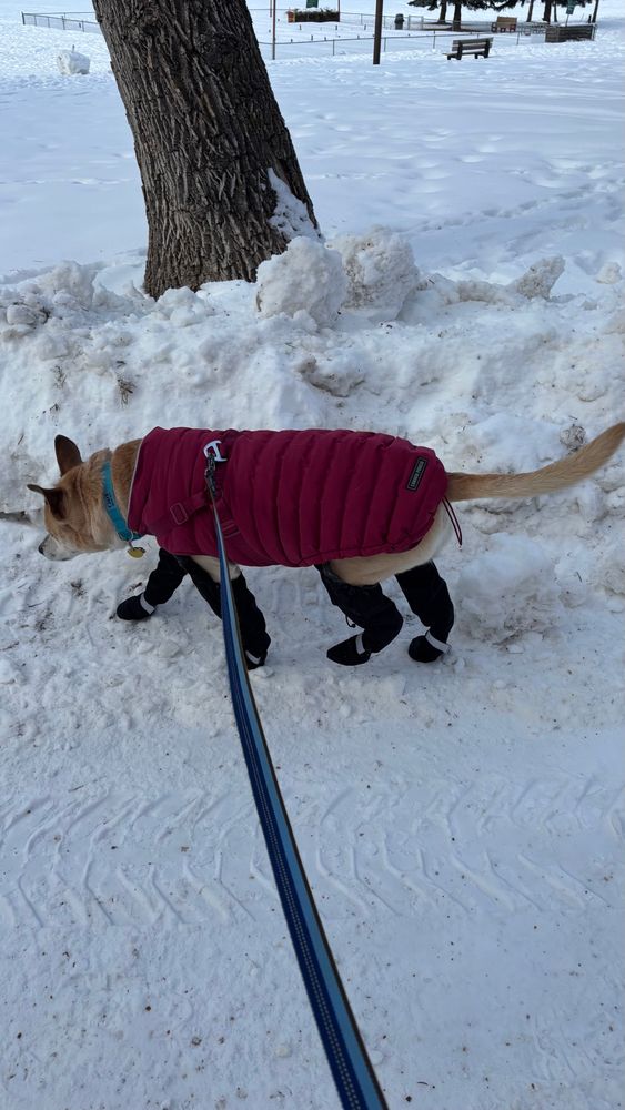 A tan dog wearing a red dog jacket and black stocking booties out in the snow 