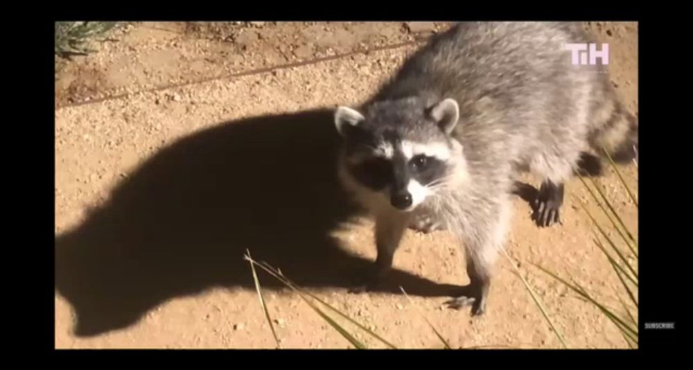 a raccoon is standing on a dirt road with the letters th on the bottom of the screen