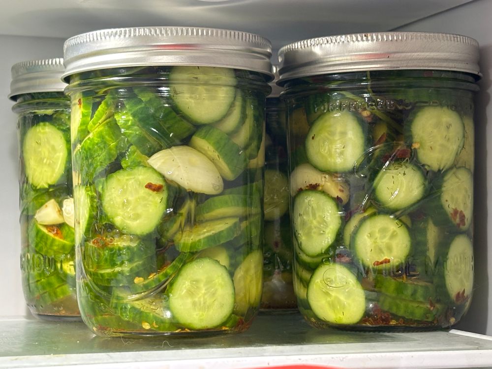 4 jars of cucumbers, garlic, red pepper flakes, and fresh dill in brine (pre-pickles)