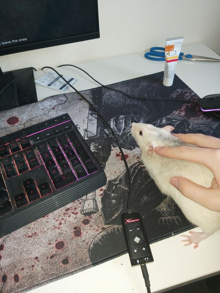 me holding a rat in place of a mouse on my desk