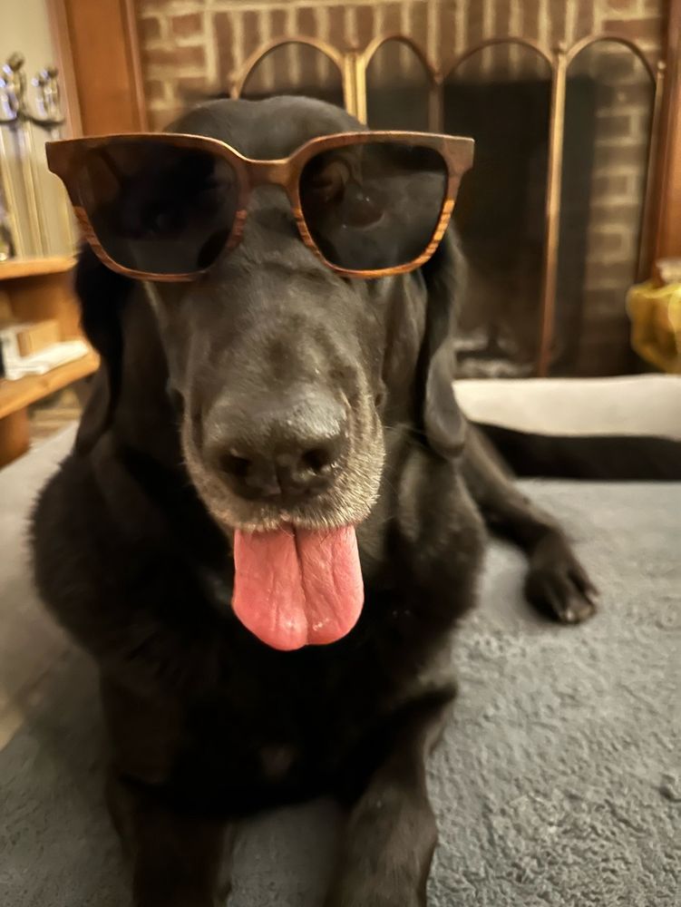 Black dog lying on grey pillow wearing sunglasses
