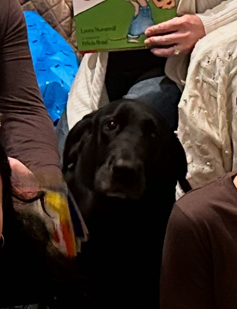 Zoom-in image of black dog posing in a photo.