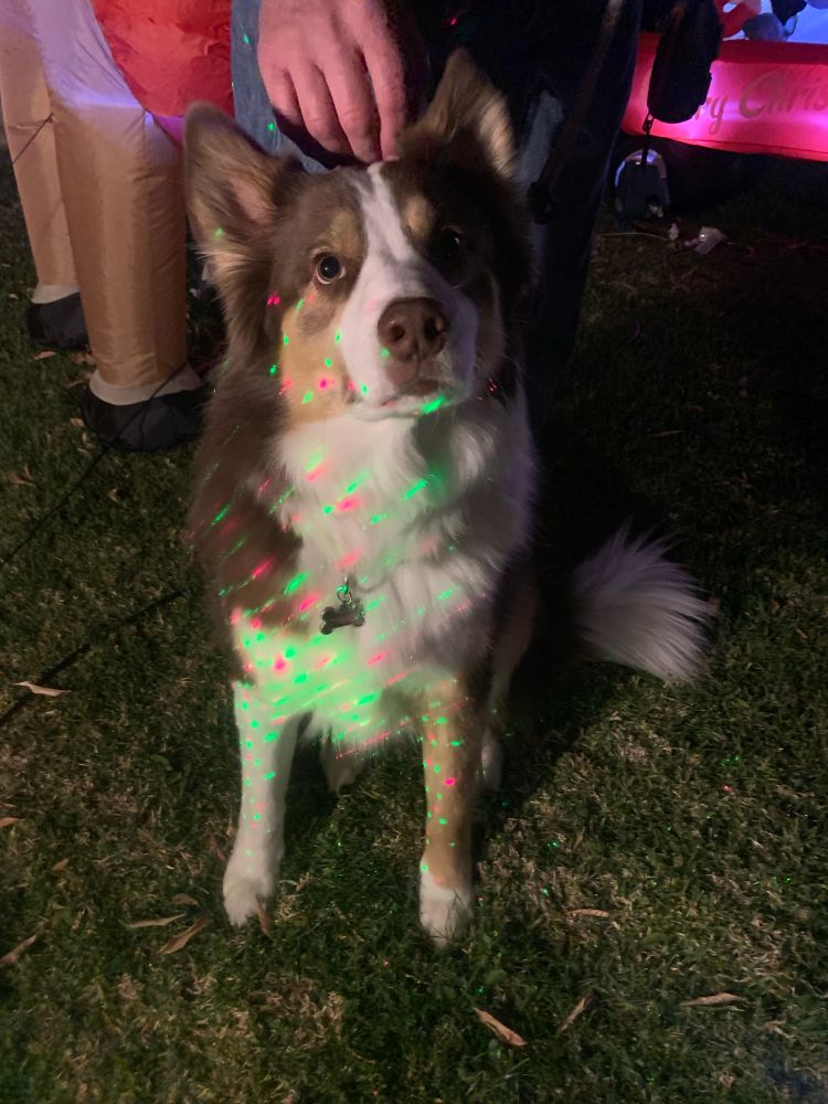 Reno the pup. Brown and cream.  