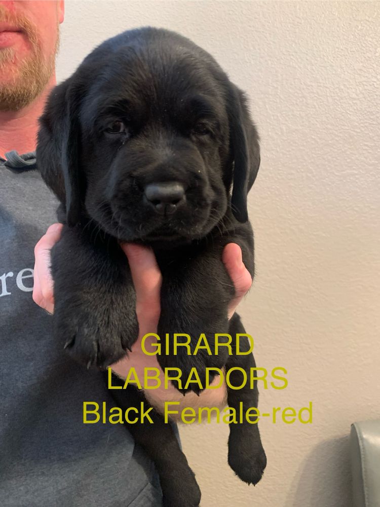 Black lab puppy 