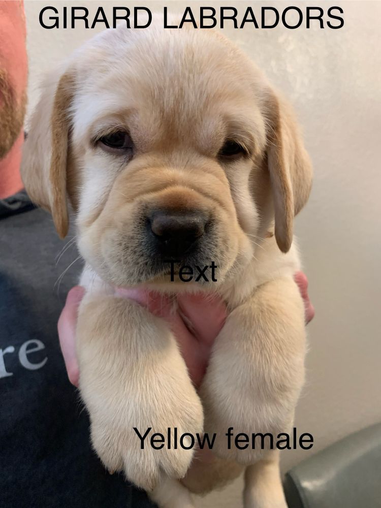 Yellow lab puppy 