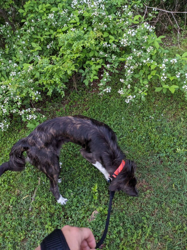 A picture of a brindle colored dog sniffing around a gigantic patch of white flowering blackberry bramble.