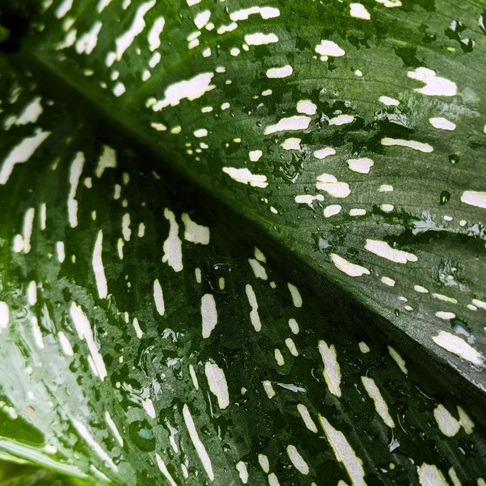 A close up picture of a freshly rained on calla lily leaf that is deep green and dotted with white speckles and spots.