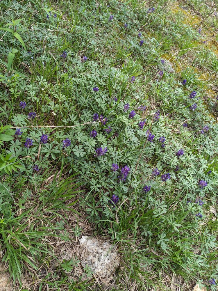A picture of Nashville Breadroot growing in a limestone meadow, surrounded by short green grasses.  It's a low, creeping plant that has small, seven lobed green leaves that resemble tiny umbrellas and stalks with purple, bean like blooms can be seen peeking through the Breadroot leaves.