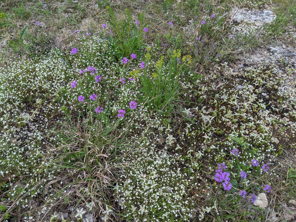 A picture of a limestone cedar glade meadow filled with tiny white flowers, purple flowers, yellow blooming green grasses, and wispy green grasses with brown sheathes.